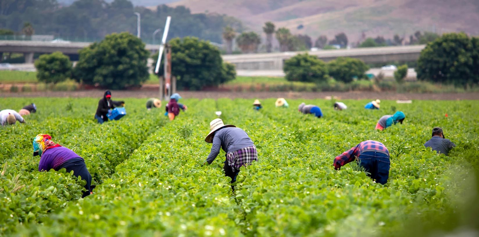 Migrants picking in a field